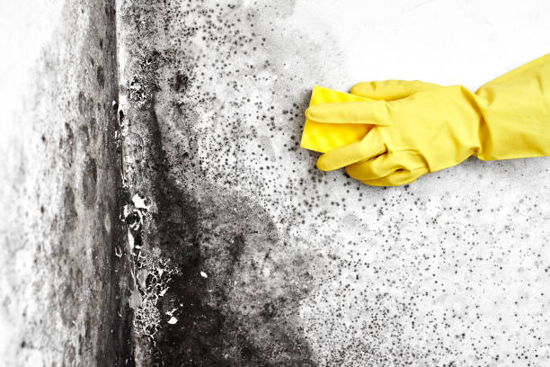 Best Basement Mold Remediation in Galt, CA