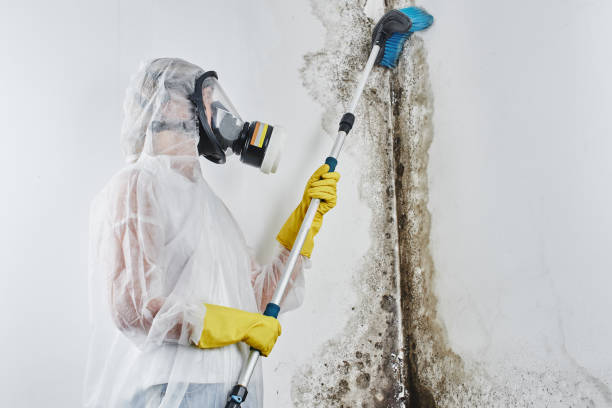 Best Residential Mold Remediation in Galt, CA