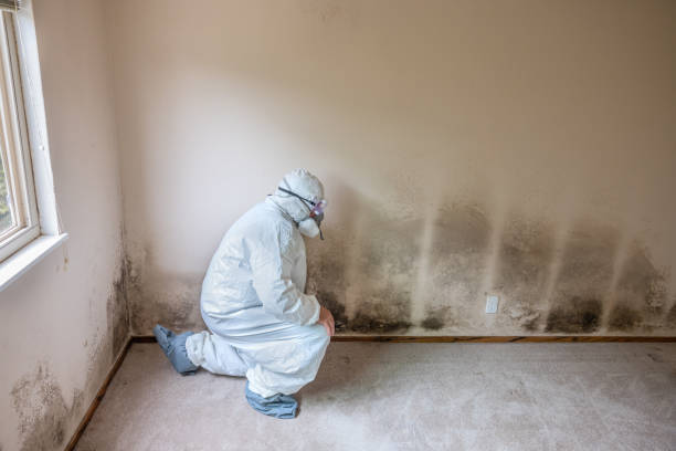 Best HVAC Mold Remediation in Galt, CA
