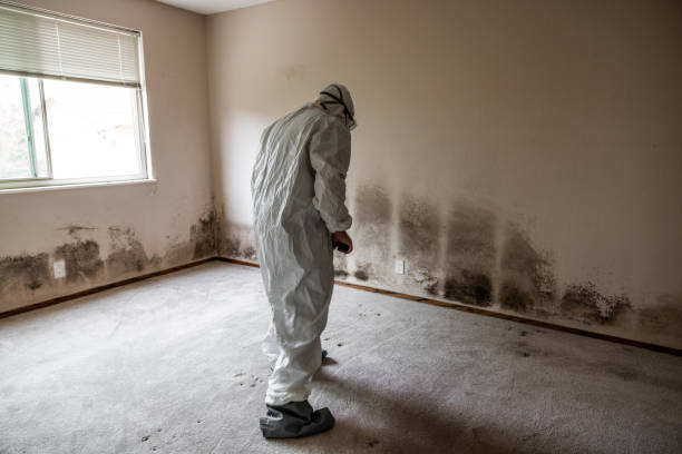 Best White Mold Remediation in Galt, CA